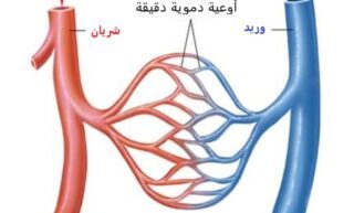 اوعيه دمويه دقيقه